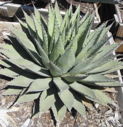 agave_neomexicana_2.jpg