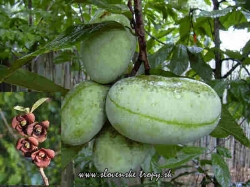 asimina_triloba_banan_severu_paw_paw_454.jpg