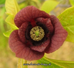 asimina_triloba_pawpaw_desc_flower.jpg