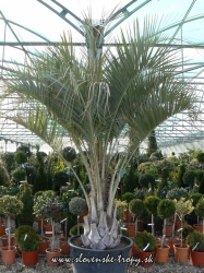 butia_capitata.JPG