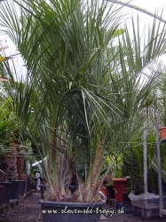 Butia capitata