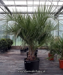 butia_capitata_5.jpg