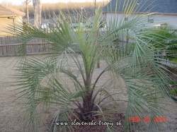 butia_capitata_5_3e56cd9b818f5bc4e0365a925baa5108.jpg