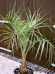 butia_capitata_6.JPG