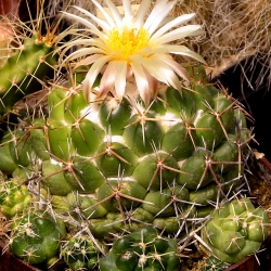 Coryphantha andreae