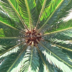 Cycas revoluta CYKAS JAPONSKY 