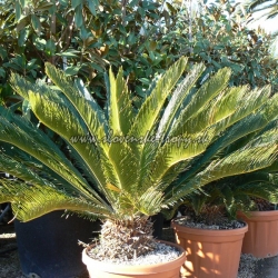 Cycas revoluta CYKAS JAPONSKY 