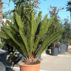 Cycas revoluta CYKAS JAPONSKY 