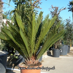 Cycas revoluta CYKAS JAPONSKY 