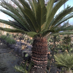 Cycas revoluta CYKAS JAPONSKY 