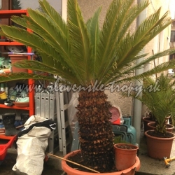 Cycas revoluta CYKAS JAPONSKY 