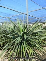 dracena_drago_130_cm_10_l.JPG