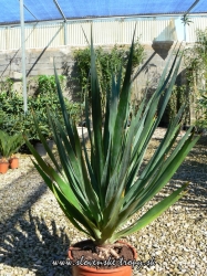 dracena_drago_60_cm_5_l.JPG