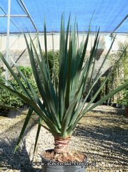 dracena_drago_80_cm_10_l.JPG