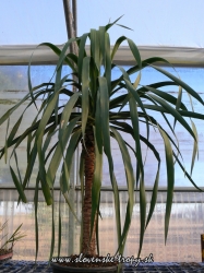 dracena_drago_viska_90_cm.JPG