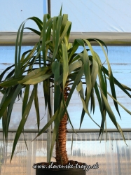 dracena_drago_viska_95_cm.JPG