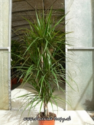 dracena_marginata_10_l.JPG