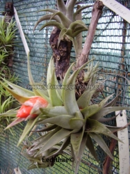 tillandsia edithae