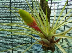 tillandsia fasciculata var.tricolor