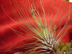 tillandsia filifolia