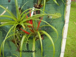 tillandsia flabelata