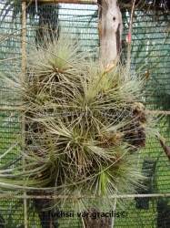 tillandsia fuchsii var.fuchsii f.gracilis