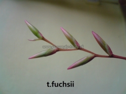 tillandsia fuchsii var.fuchsii f.gracilis