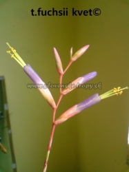 tillandsia fuchsii var.fuchsii f.gracilis