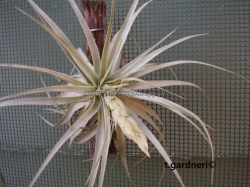 tillandsia gardneri