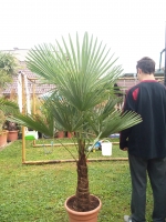 Trachycarpus fortunei -17C výška 120 - 130 cm cm
