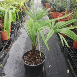 Trachycarpus fortunei