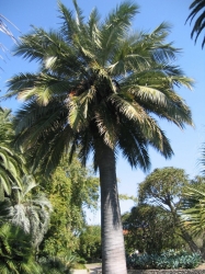 jubaea_chilensis_1.jpg