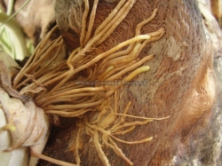 tillandsia xerographica