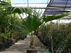 livistona_chinensis_viska_100_cm_sirka_110_kmen_25_cm_kvetinac_25_l_28_eur.JPG