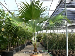 livistona_chinensis_viska_200_cm_sirka_200cm_kmen_30_cm_kvetinac_50_l_48_eur.JPG