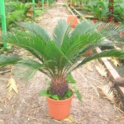 Cycas revoluta CYKAS JAPONSKY 