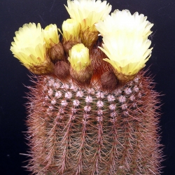 Notocactus schlosseri