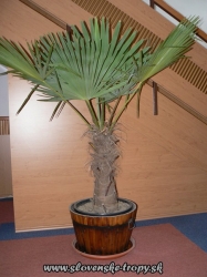 Trachycarpus fortunei -17C kmeň 140-150cm