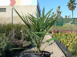 pheonix_canariensis_viska_45_cm_sirka_50_cm_kvetinac_2_5_l_100_sk.JPG
