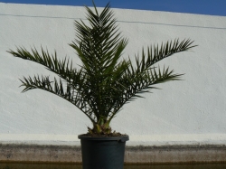 Phoenix canariensis