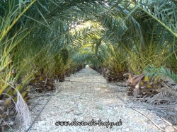 Phoenix canariensis