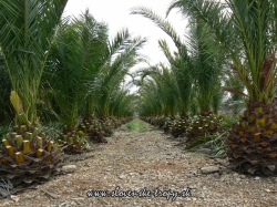 Phoenix canariensis