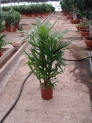 Rhapis excelsa