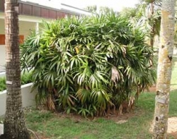 Rhapis excelsa