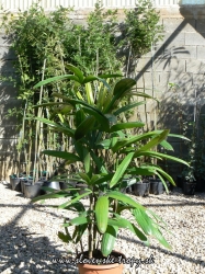 rhapis_excelsa_2_l.JPG