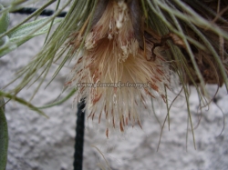 tillandsia semiačká