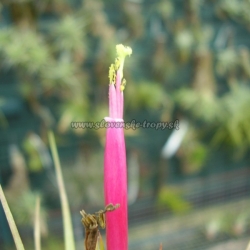 tillandsia acostae