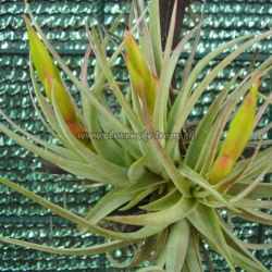 tillandsia acostae