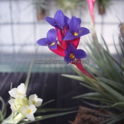 tillandsia aeranthos var.alba