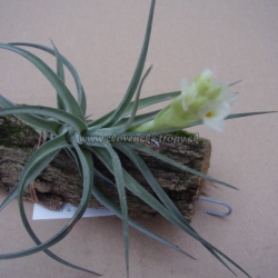 tillandsia aeranthos var.alba